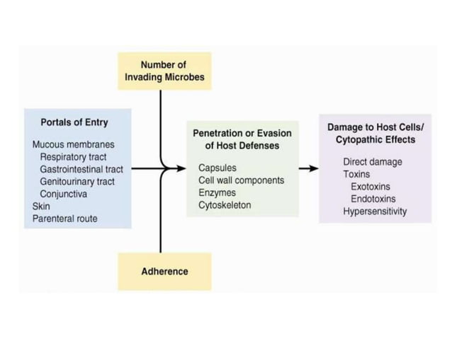 pathogenesis of disease common diseases and its progress | PPTX