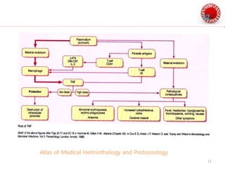 Pathogenesis of malaria | PPTX