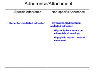 Adhesion Examples Infection Pathogenesis of microbial infections dr. ihsan alsaimary | PPT