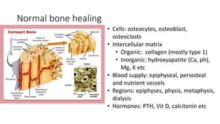 Normal bone healing
• Cells: osteocytes, osteoblast,
osteoclasts
• Intercellular matrix
• Organic: collagen (mostly type 1)
• Inorganic: hydroxyapatite (Ca, ph),
Mg, K etc
• Blood supply: epiphyseal, periosteal
and nutrient vessels
• Regions: epiphyses, physis, metaphysis,
dialysis
• Hormones: PTH, Vit D, calcitonin etc
 