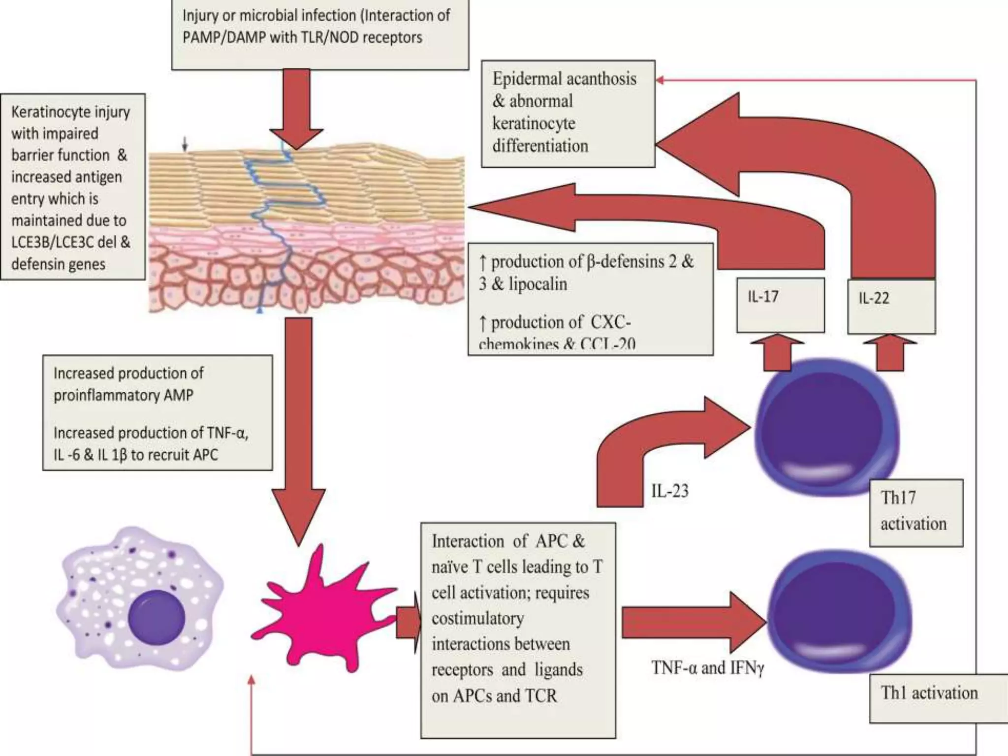 PATHOGENESIS OF PSORIASIS.pptx