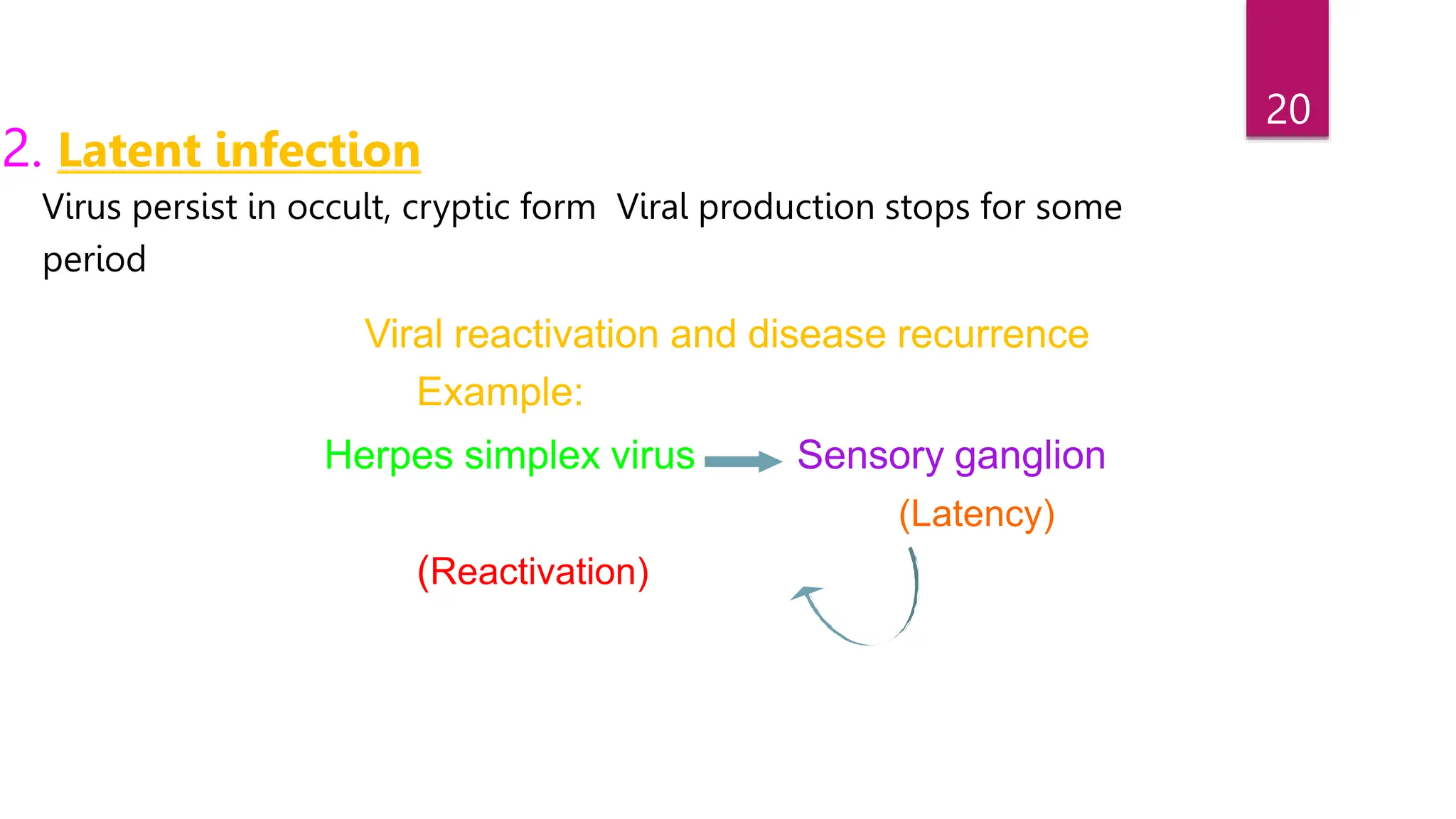 20
2. Latent infection
Virus persist in occult, cryptic form Viral production stops for some
period
Viral reactivation and disease recurrence
Example:
Herpes simplex virus Sensory ganglion
(Latency)
(Reactivation) Blisters
 