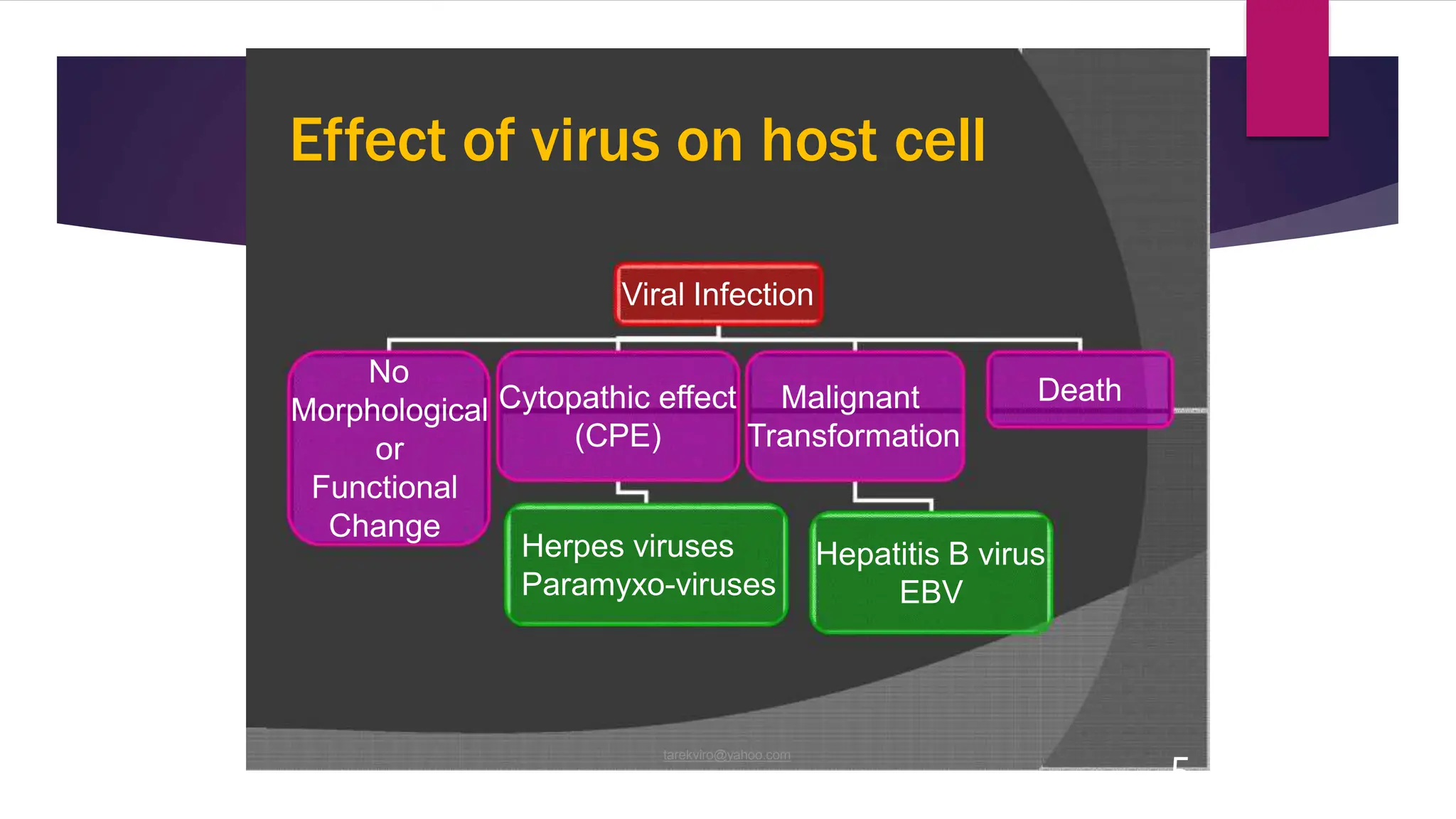 Effect of virus on host cell
5
tarekviro@yahoo.com
Viral Infection
Death
No
Morphological
or
Functional
Change
Cytopathic effect Malignant
(CPE) Transformation
Herpes viruses
Paramyxo-viruses
Hepatitis B virus
EBV
 