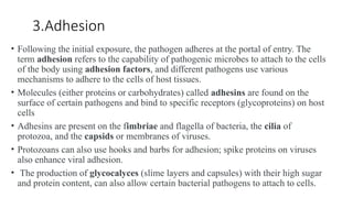 Adhesion Examples Infection Comprehensive Overview of Bacterial Infection Pathogenesis and Disease ...