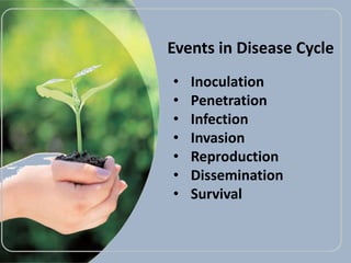 • Inoculation
• Penetration
• Infection
• Invasion
• Reproduction
• Dissemination
• Survival
Events in Disease Cycle
 