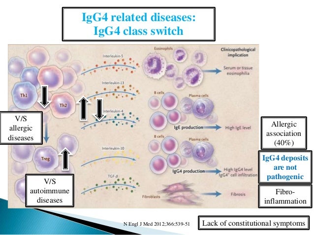 Pathogenetic issues of IgG4 related diseases