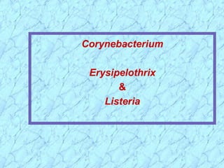 Corynebacterium

 Erysipelothrix
       &
    Listeria
 