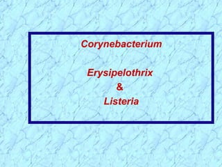 Corynebacterium Erysipelothrix  &   Listeria 