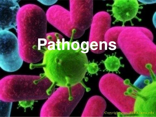 pathogenic bacteria associated with different categories pathogenic bacteria in food