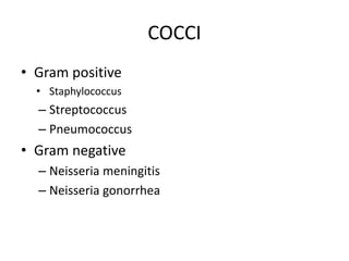 COCCI
• Gram positive
• Staphylococcus
– Streptococcus
– Pneumococcus
• Gram negative
– Neisseria meningitis
– Neisseria gonorrhea