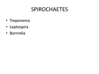 SPIROCHAETES
• Treponema
• Leptospira
• Borrrelia