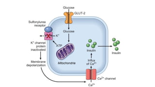 Comprehensive Pathogenesis of Diabetes Mellitus: Mechanisms and Genetic ...