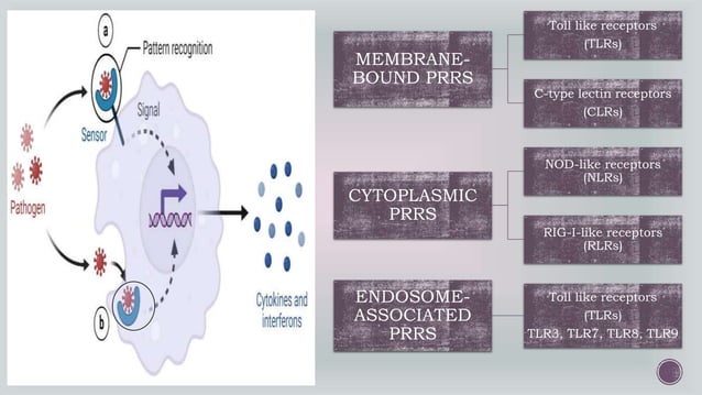 Pathogen Recognition Receptors (PRRS) & Pathogen Associated Molecular ...