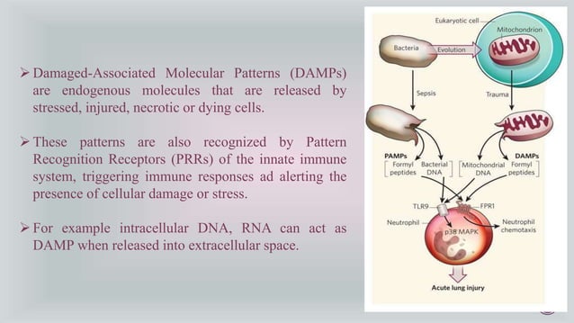 Pathogen Recognition Receptors (PRRS) & Pathogen Associated Molecular ...