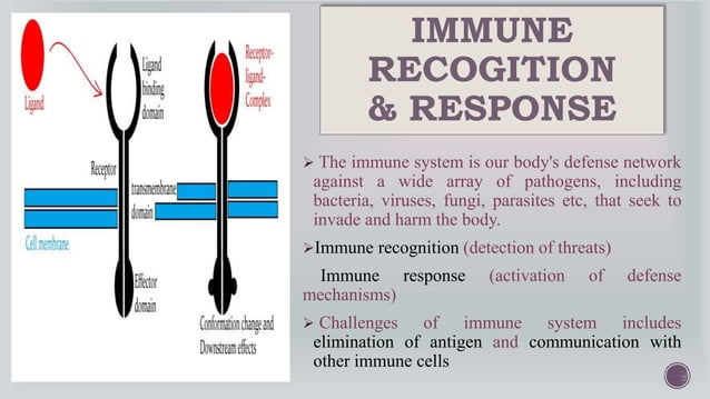Pathogen Recognition Receptors (PRRS) & Pathogen Associated Molecular ...