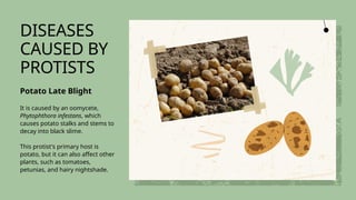 Pathogens and Communicable Diseases Education Presentation in Light ...