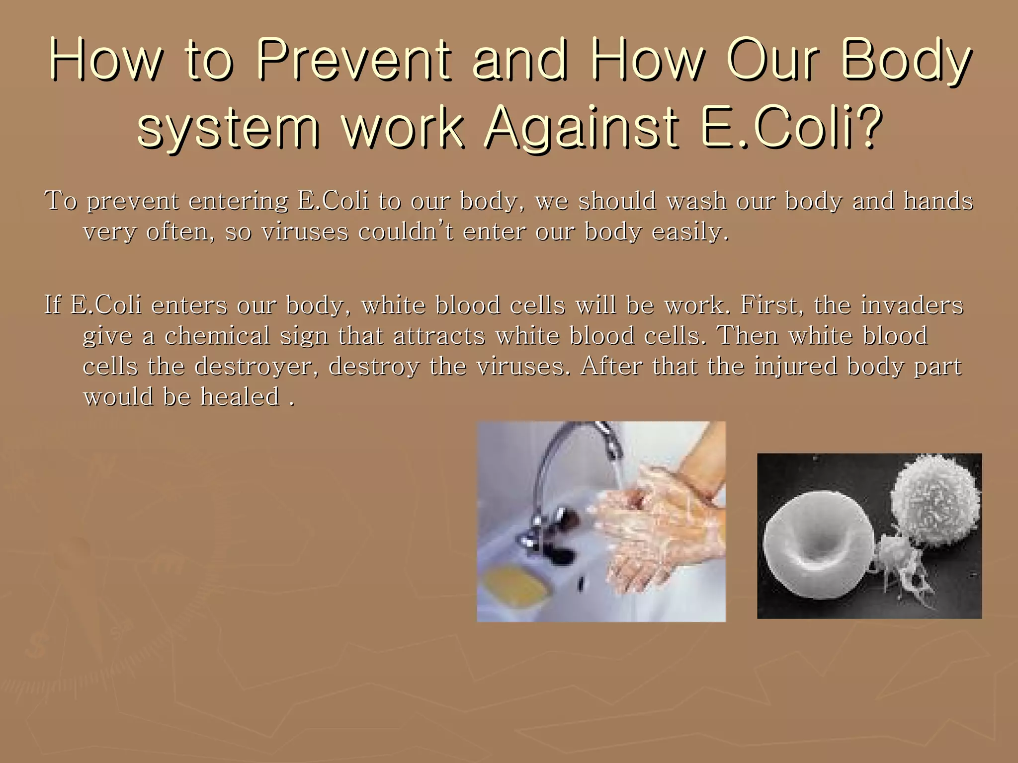How to Prevent and How Our Body system work Against E.Coli? To prevent entering E.Coli to our body, we should wash our body and hands very often, so viruses couldn’t enter our body easily. If E.Coli enters our body, white blood cells will be work. First, the invaders give a chemical sign that attracts white blood cells. Then white blood cells the destroyer, destroy the viruses. After that the injured body part would be healed . 