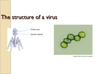 The structure of a virus Science Photo Library: Kari Lounatmaa Protein coat Genetic material 