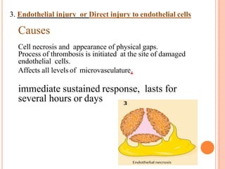 3. Endothelial injury or Direct injury to endothelial cells
Causes
Cell necrosis and appearance of physical gaps.
Process of thrombosis is initiated at the site of damaged
endothelial cells.
Affects all levels of microvasculature.
immediate sustained response, lasts for
several hours or days
 