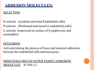 ADHESION MOLECULES:
SELECTINS :
E-selectin
P-selectin
(cytokine-activated Endothelial cells)
(Preformed and stored in endothelial cells)
L-selectin (expressed on surface of Lymphocytes and
neutrophils)
INTEGRINS:
Activated during the process of loose and transient adhesions
between the endothelial cells and leucocytes.
IMMUNOGLOBULIN SUPER FAMILYADHESION
MOLECULE: ICAM-1,2
 