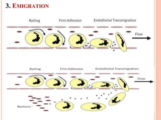 3. EMIGRATION
 