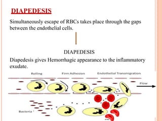 DIAPEDESIS
Simultaneously escape of RBCs takes place through the gaps
between the endothelial cells.
DIAPEDESIS
Diapedesis gives Hemorrhagic appearance to the inflammatory
exudate.
 