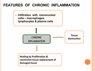 FEATURES OF CHRONIC INFLAMMATION
 Infiltration with mononuclear
cells – macrophages,
lymphocytes & plasma cells
CHRONIC
INFLAMMATION
Tissue
destruction
Healing by Proliferation &
connective tissue replacement of
damaged tissue
 