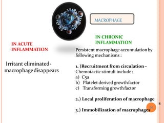 MACROPHAGE
IN ACUTE
INFLAMMATION
Irritant eliminated-
macrophagedisappears
IN CHRONIC
INFLAMMATION
Persistent macrophage accumulationby
following mechanisms :
1. )Recruitment from circulation–
Chemotactic stimuli include:
a) C5a
b) Platelet derived growthfactor
c) Transforming growthfactor
s
2.) Local proliferation of macrophage
3.) Immobilization of macrophages
56
 