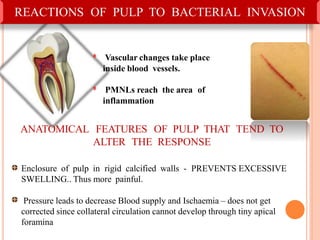 REACTIONS OF PULP TO BACTERIAL INVASION
ᶲ Vascular changes take place
inside blood vessels.
ᶲ PMNLs reach the area of
inflammation
ANATOMICAL FEATURES OF PULP THAT TEND TO
ALTER THE RESPONSE
Enclosure of pulp in rigid calcified walls - PREVENTS EXCESSIVE
SWELLING.. Thus more painful.
Pressure leads to decrease Blood supply and Ischaemia – does not get
corrected since collateral circulation cannot develop through tiny apical59
foramina
 