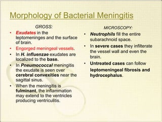 Morphology of Bacterial Meningitis
GROSS:
• Exudates in the
leptomeninges and the surface
of brain.
• Engorged meningeal vessels.
• In H. influenzae exudates are
localized to the base.
• In Pneumococcal meningitis
the exudate is seen over
cerebral convexities near the
sagittal sinus.
• When the meningitis is
fulminant, the inflammation
may extend to the ventricles
producing ventriculitis.
MICROSCOPY:
• Neutrophils fill the entire
subarachnoid space.
• In severe cases they infilterate
the vessel wall and even the
brain.
• Untreated cases can follow
leptomeningeal fibrosis and
hydrocephalus.
 