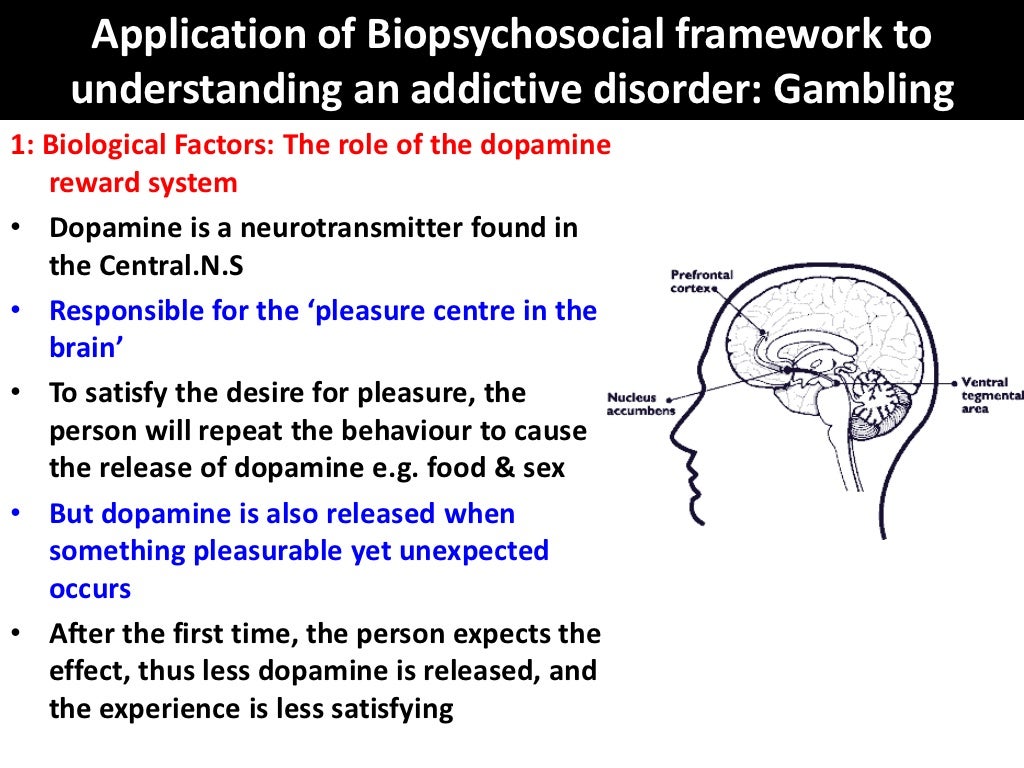 Pathological gambling dopamine reward system