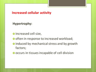Increased cellular activity
Hypertrophy:
 increased cell size,
 often in response to increased workload;
 induced by mechanical stress and by growth
factors;
 occurs in tissues incapable of cell division
 
