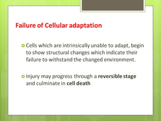 Failure of Cellular adaptation
 Cells which are intrinsically unable to adapt, begin
to show structural changes which indicate their
failure to withstand the changed environment.
 Injury may progress through a reversible stage
and culminate in cell death
 