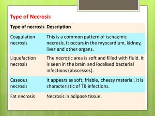 Type of necrosis Description
Coagulation
necrosis
This is a common pattern of ischaemic
necrosis. It occurs in the myocardium, kidney,
liver and other organs.
Liquefaction
necrosis
The necrotic area is soft and filled with fluid. It
is seen in the brain and localised bacterial
infections (abscesses).
Caseous
necrosis
It appears as soft, friable, cheesy material. It is
characteristic of TB infections.
Fat necrosis Necrosis in adipose tissue.
Type of Necrosis
 