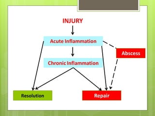 INJURY
Acute Inflammation
Chronic Inflammation
Resolution Repair
Abscess
 