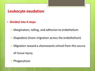 Leukocyte exudation
 Divided into 4 steps
 Margination, rolling, and adhesion to endothelium
 Diapedesis (trans-migration across the endothelium)
 Migration toward a chemotactic stimuli from the source
of tissue injury.
 Phagocytosis
 