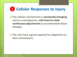❶ Cellular Responses to injury
 The cellular environment is constantly changing
and as a consequence, cells have to make
continuousadjustments to accommodate these
changes.
 The cells have a great capacity for adaptation to
their environment.
 
