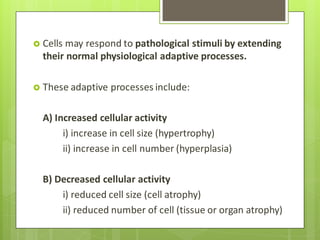 Cells may respond to pathological stimuli by extending
their normal physiological adaptive processes.
 These adaptive processes include:
A) Increased cellular activity
i) increase in cell size (hypertrophy)
ii) increase in cell number (hyperplasia)
B) Decreased cellular activity
i) reduced cell size (cell atrophy)
ii) reduced number of cell (tissue or organ atrophy)
 