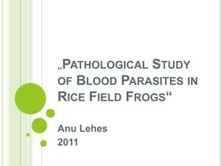 „PATHOLOGICAL   STUDY
OF BLOOD PARASITES IN
RICE FIELD FROGS“

Anu Lehes
2011
 