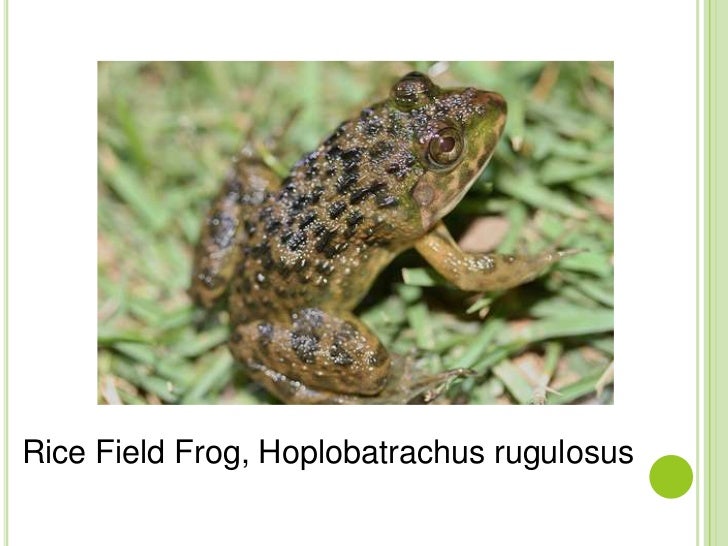 Pathological study of blood parasites in rice field frogs