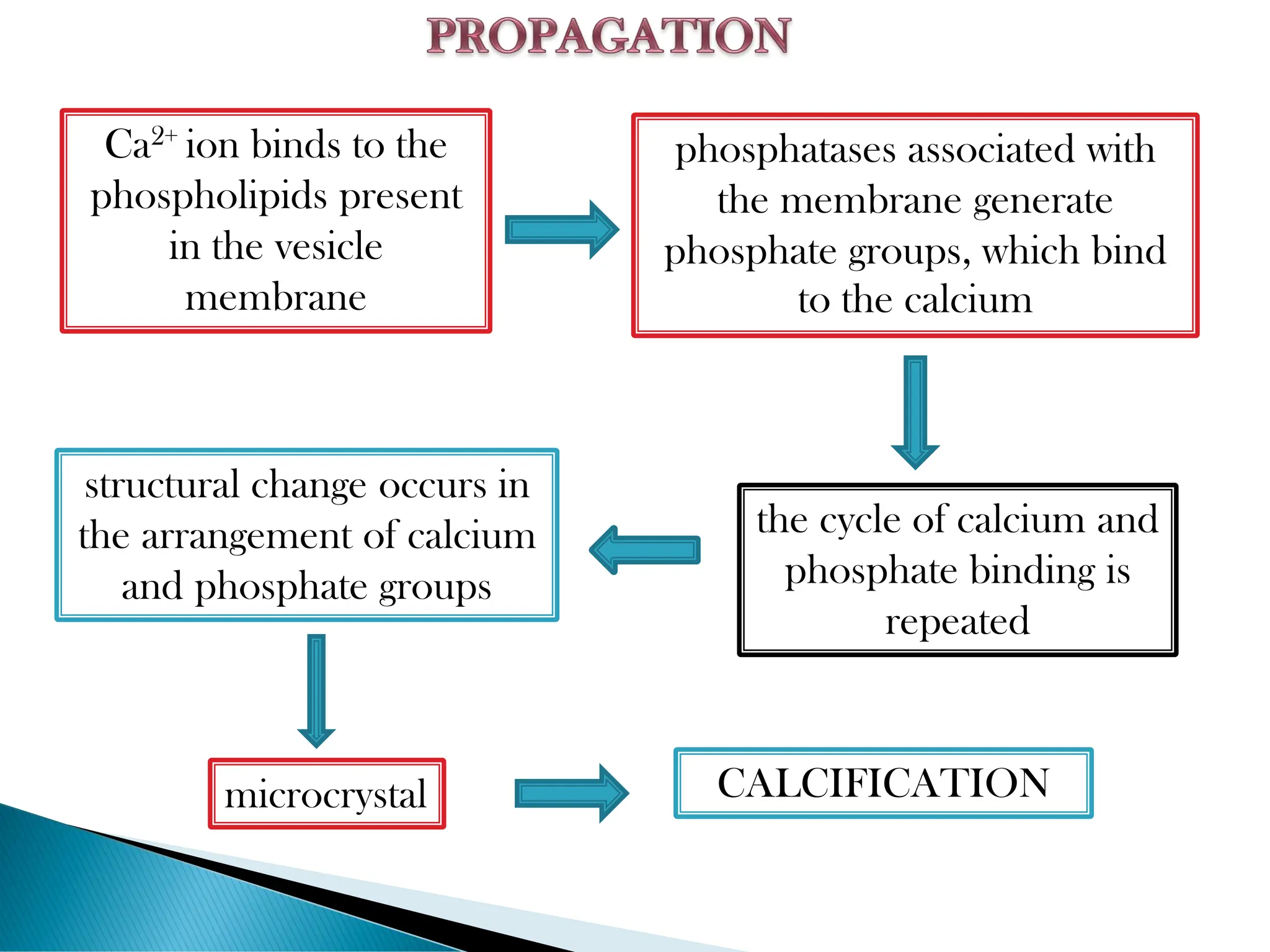 PATHOLOGIC CALCIFICATION.pdf of pathology | PDF