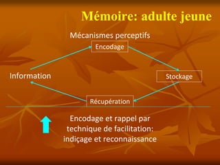 Mémoire: adulte jeune
               Mécanismes perceptifs
                       Encodage



Information                                  Stockage


                      Récupération

                Encodage et rappel par 
               technique de facilitation: 
              indiçage et reconnaissance
 