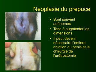 Neoplasie du prepuce
     • Sont souvent
       adénomes
     • Tend à augmenter les
       dimensions
     • Il peut devenir
       nécessaire l’entière
       ablation du penis et la
       chirurgie de
       l’urétrostomie
 