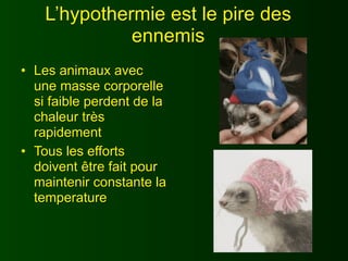 L’hypothermie est le pire des
              ennemis
• Les animaux avec
  une masse corporelle
  si faible perdent de la
  chaleur très
  rapidement
• Tous les efforts
  doivent être fait pour
  maintenir constante la
  temperature
 