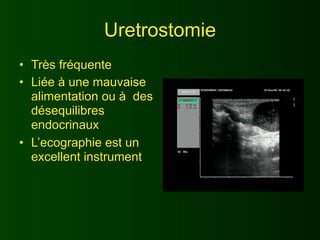 Uretrostomie
• Très fréquente
• Liée à une mauvaise
  alimentation ou à des
  désequilibres
  endocrinaux
• L’ecographie est un
  excellent instrument
 