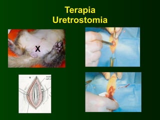 Terapia
    Uretrostomia


X
 