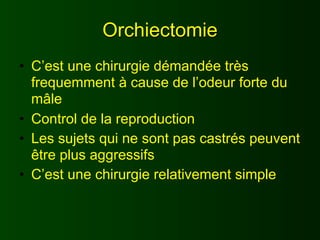 Orchiectomie
• C’est une chirurgie démandée très
  frequemment à cause de l’odeur forte du
  mâle
• Control de la reproduction
• Les sujets qui ne sont pas castrés peuvent
  être plus aggressifs
• C’est une chirurgie relativement simple
 