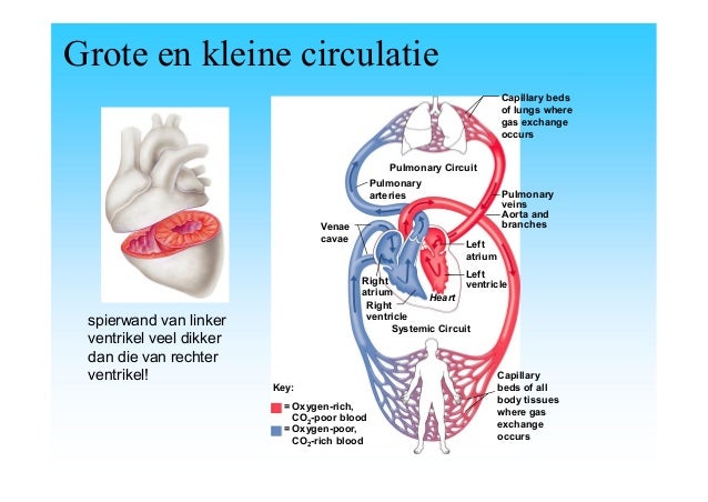 Pathologie hart bloedvaten