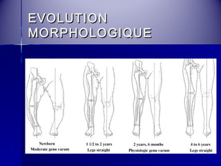 EEVVOOLLUUTTIIOONN 
MMOORRPPHHOOLLOOGGIIQQUUEE 
 