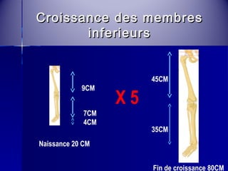 Croissance ddeess mmeemmbbrreess 
iinnffeerriieeuurrss 
Naissance 20 CM 
Fin de croissance 80CM 
9CM 
7CM 
4CM 
45CM 
35CM 
X 5 
 